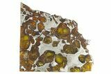 Polished Imilac Pallasite Meteorite ( g) Slice #315425-1